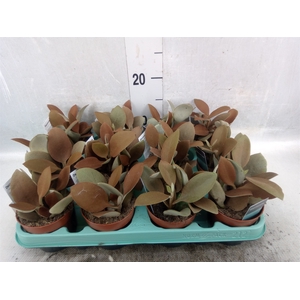 Kalanchoe NF orygalis