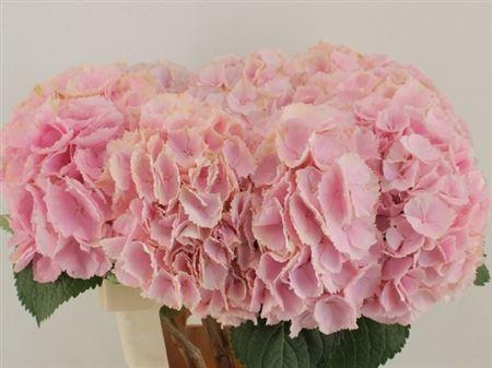 <h4>Hydr M Verena Rose</h4>