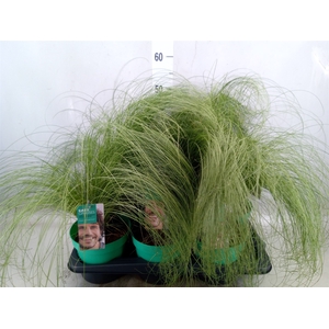 Carex comans 'Frosted Curls'