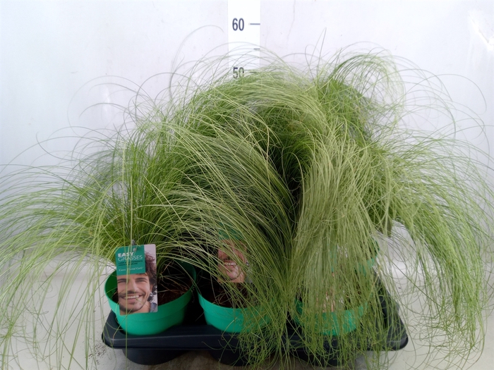 <h4>Carex comans 'Frosted Curls'</h4>