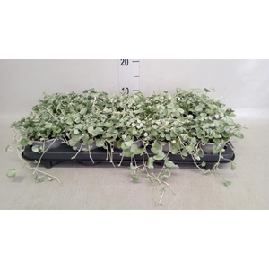 Dichondra argentea 'Silver Falls'