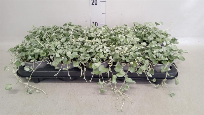 <h4>Dichondra argentea 'Silver Falls'</h4>