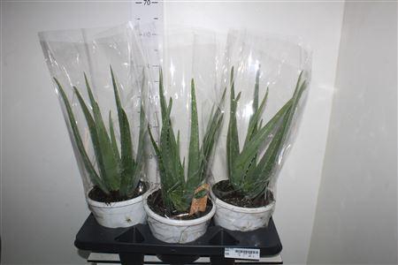 <h4>Aloe Vera</h4>