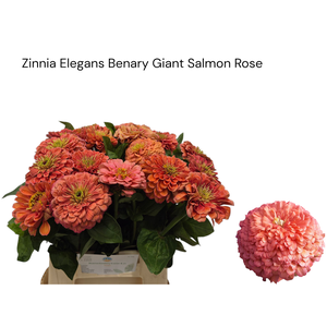 ZINNIA ELEGANS
