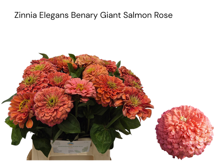 <h4>ZINNIA ELEGANS</h4>