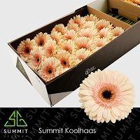 <h4>GE GR CAFE DEL MAR</h4>