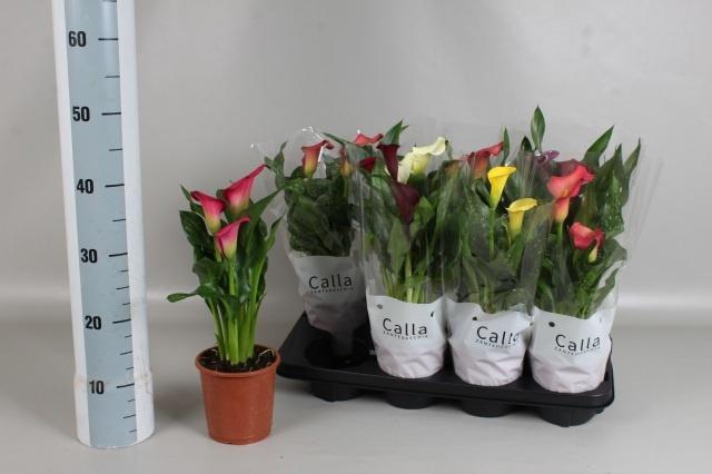 <h4>ZANT GEM 6 KL</h4>