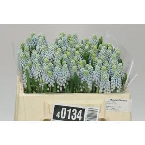 Muscari Manon