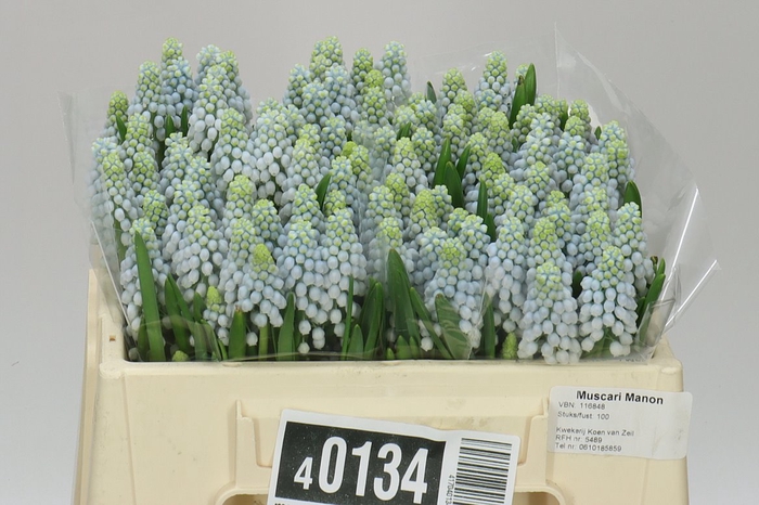 <h4>Muscari Manon</h4>