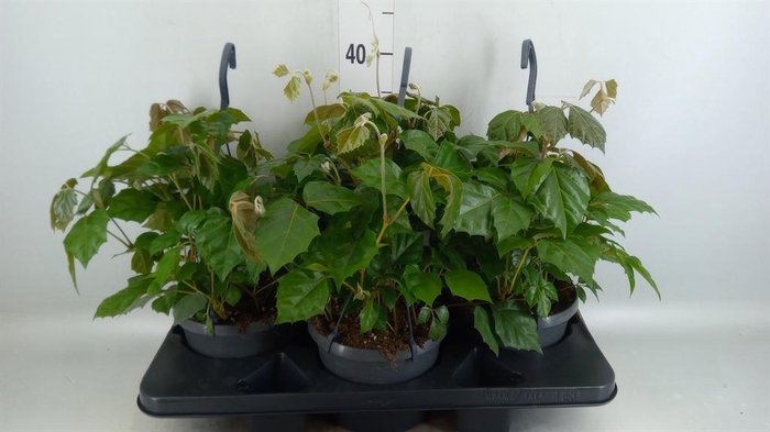 <h4>Cissus rhombifolia</h4>