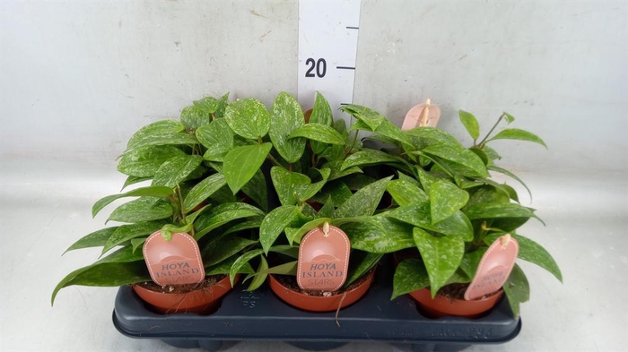 <h4>Hoya quinquenervia</h4>