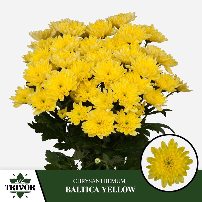 <h4>CHR T BALTICA YELLOW</h4>