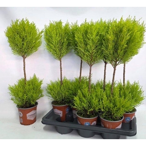 CUPR MA GOLDC VORMEN