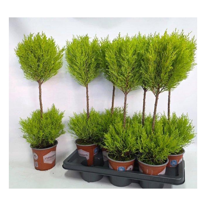 <h4>CUPR MA GOLDC VORMEN</h4>