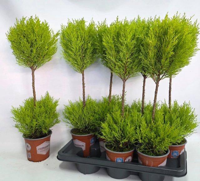 CUPR MA GOLDC VORMEN