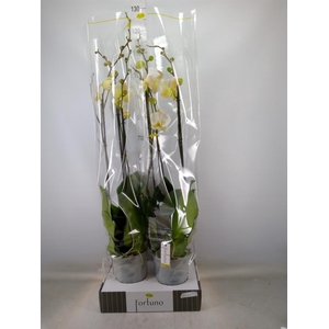 Phalaenopsis   ...white