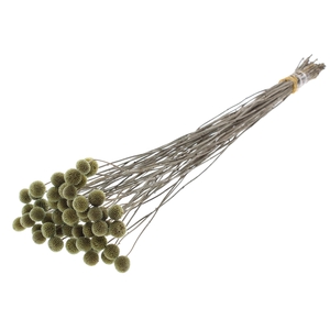 Craspedia Dried Olive