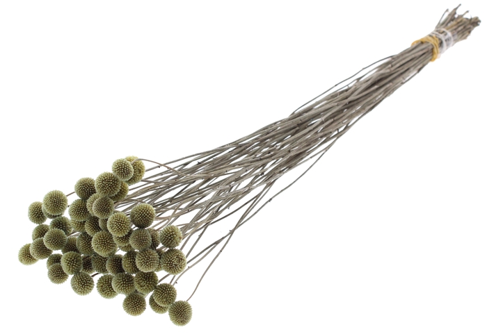 <h4>Craspedia Dried Olive</h4>