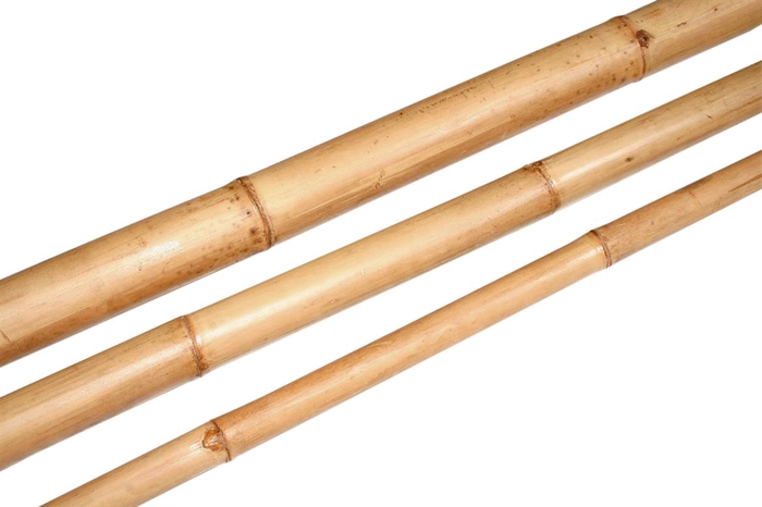 <h4>Branch Bamboo L210D6</h4>