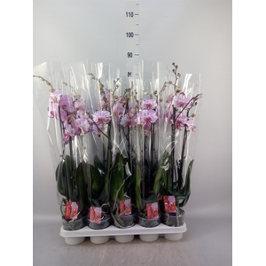 Phalaenopsis  'FC Magic Art'