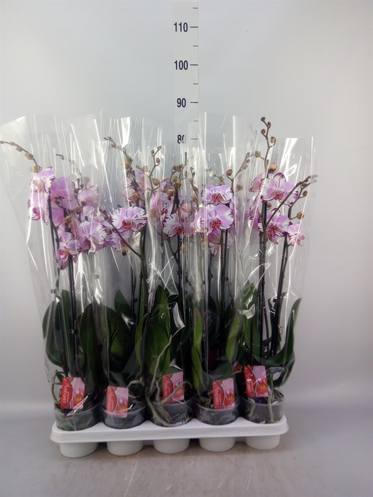 <h4>Phalaenopsis  'FC Magic Art'</h4>