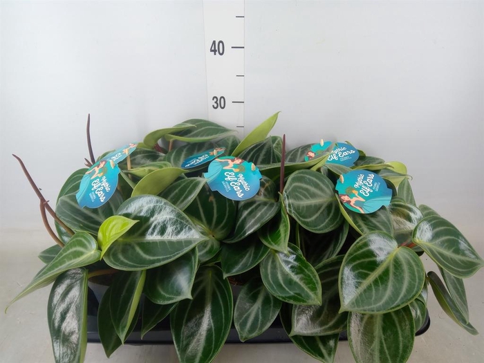 <h4>Peperomia</h4>