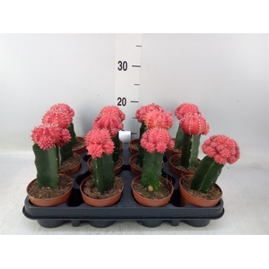 Gymnocalycium mihanov.   ...