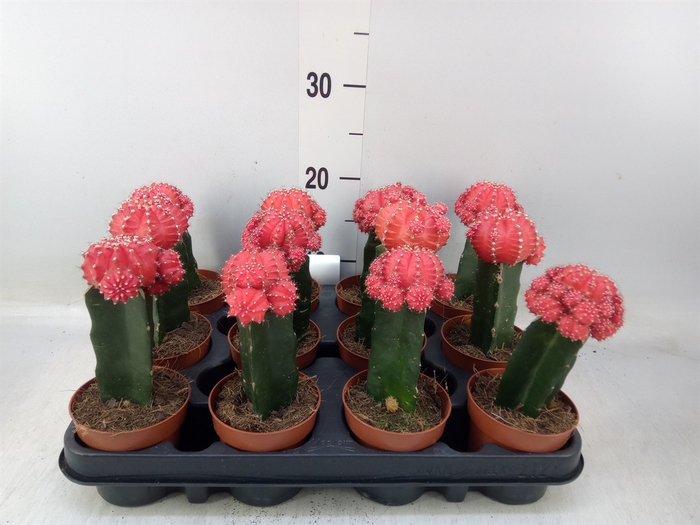 <h4>Gymnocalycium mihanov.   ...</h4>