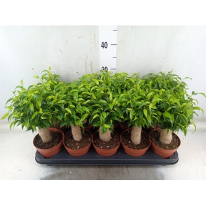 Ficus benja. 'Natasja'