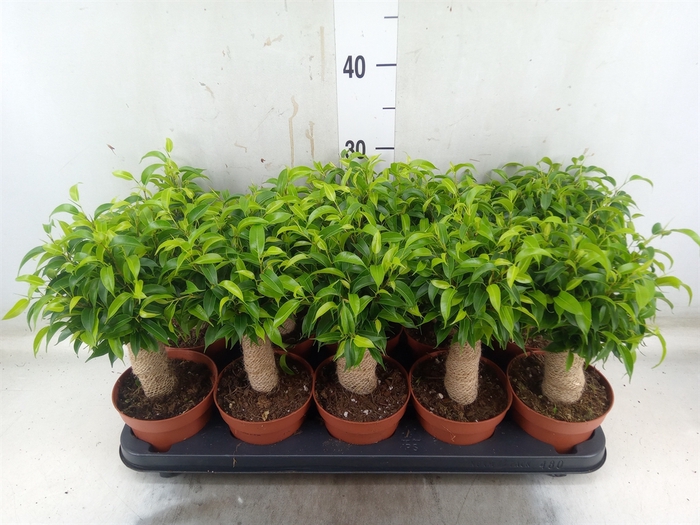 <h4>Ficus benja. 'Natasja'</h4>