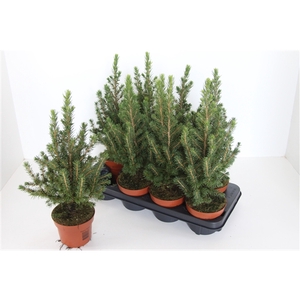 Picea glauca 'Conica'