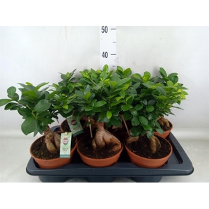 Ficus microcarpa 'Ginseng'