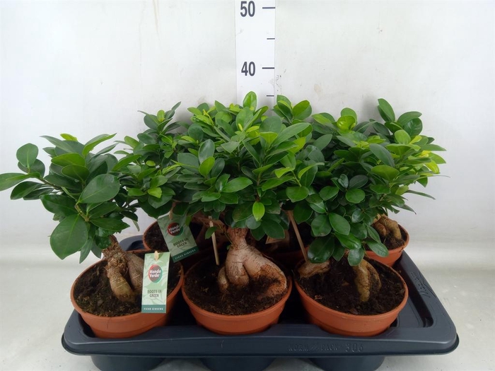 <h4>Ficus microcarpa 'Ginseng'</h4>