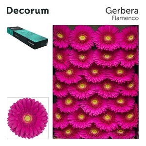 Gerbera Flamenco Doos