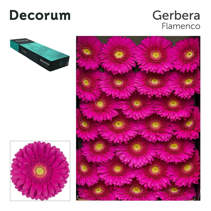 <h4>Gerbera Flamenco Doos</h4>