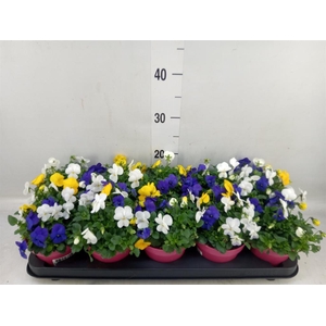 Viola corn. 'Evo Mini MM Stockholm'