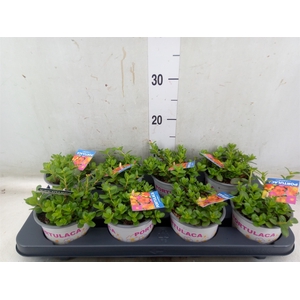 Portulaca   ...mix in pot
