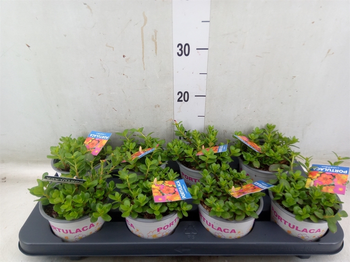 <h4>Portulaca   ...mix in pot</h4>