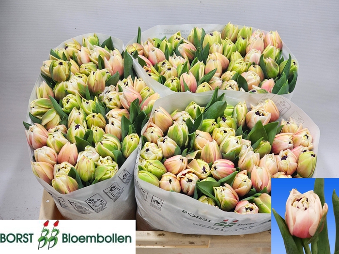 <h4>TU DU SAMBUCA</h4>