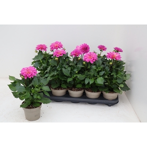 DAHL L ME PINK P12