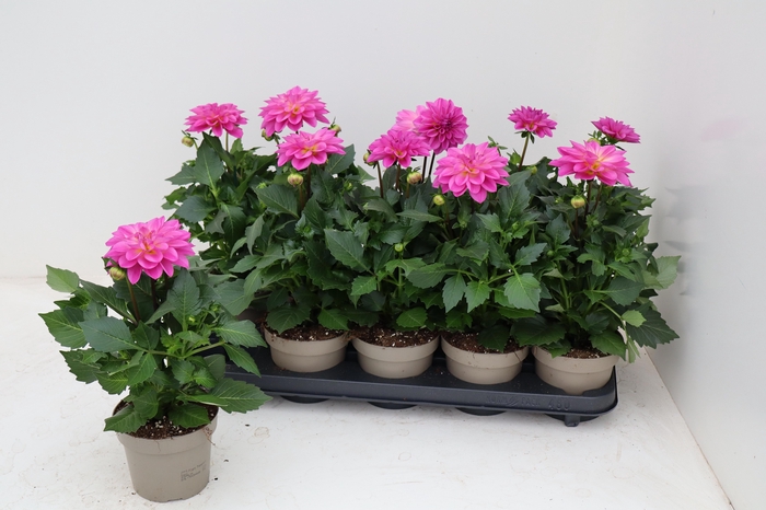 <h4>DAHL L ME PINK P12</h4>