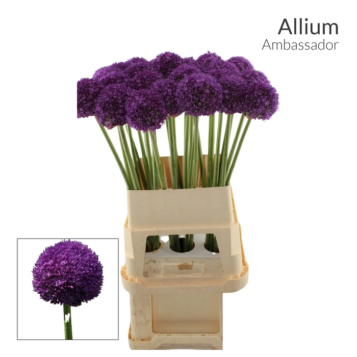 <h4>ALLIUM AMBASSADOR x 30</h4>