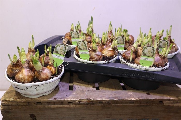 <h4>arr8 Narc D Bridal Crown</h4>