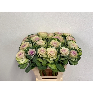 BRASS CRANE BICOLOUR