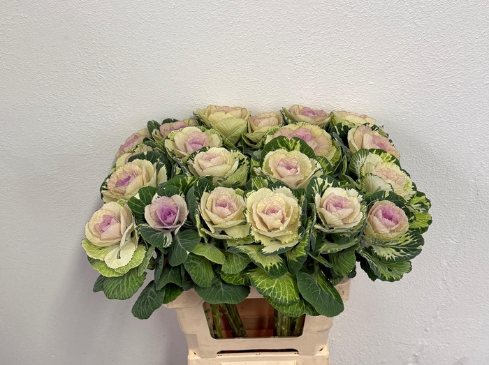 <h4>BRASS CRANE BICOLOUR</h4>