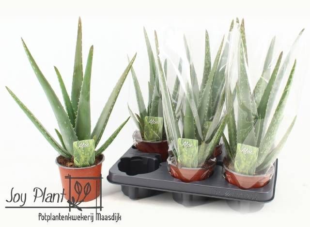 <h4>ALOE VERA</h4>