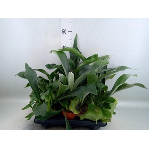 Platycerium bifurc.
