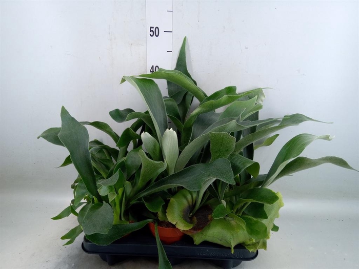 <h4>Platycerium bifurc.</h4>