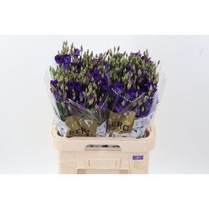 Eus E Picco Violet