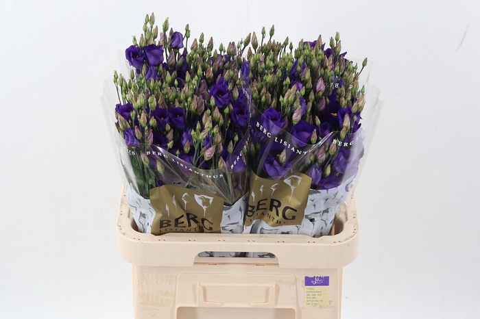 <h4>Eus E Picco Violet</h4>